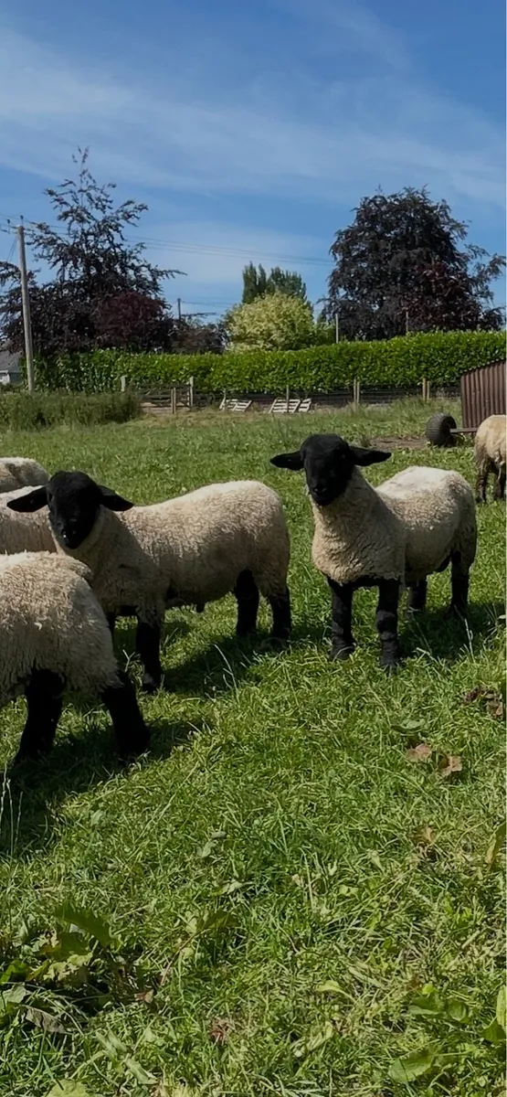 Pedigree Suffolk rams - Image 4