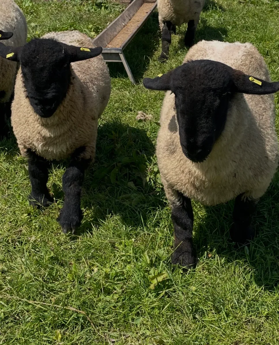 Pedigree Suffolk rams - Image 1