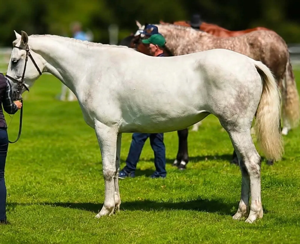 3 year old filly - Image 1