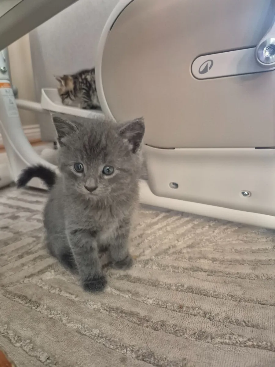 Kitten - Image 2