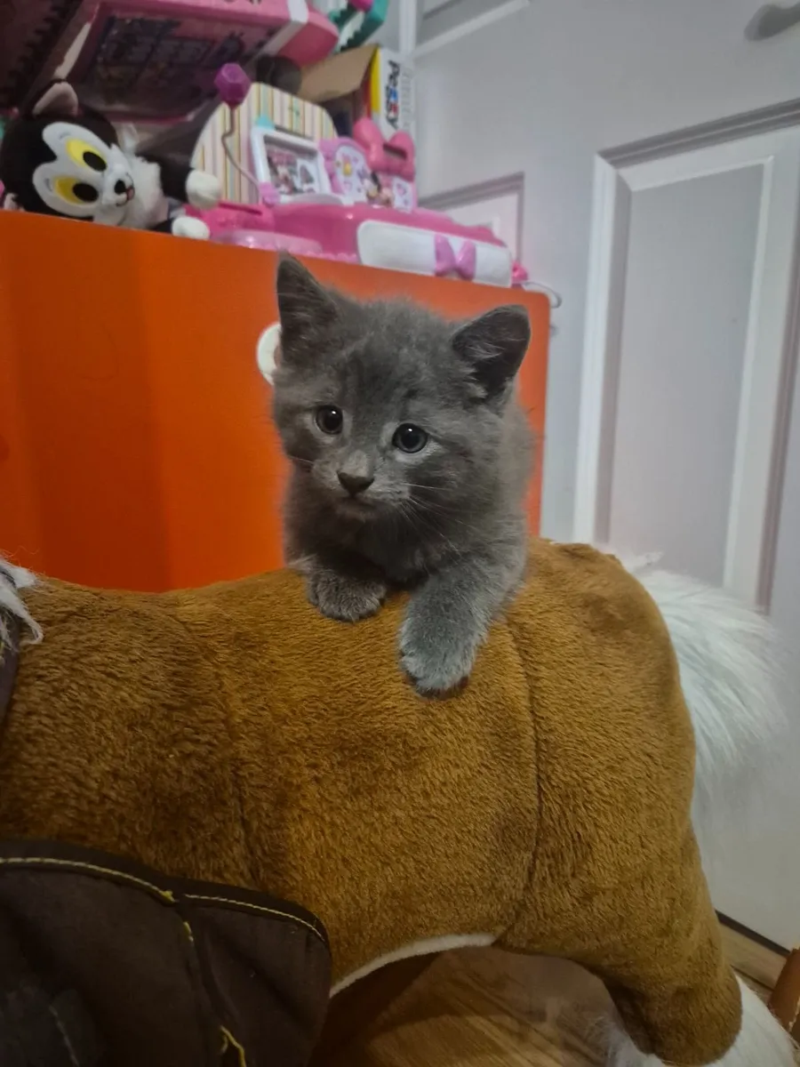 Kitten - Image 3
