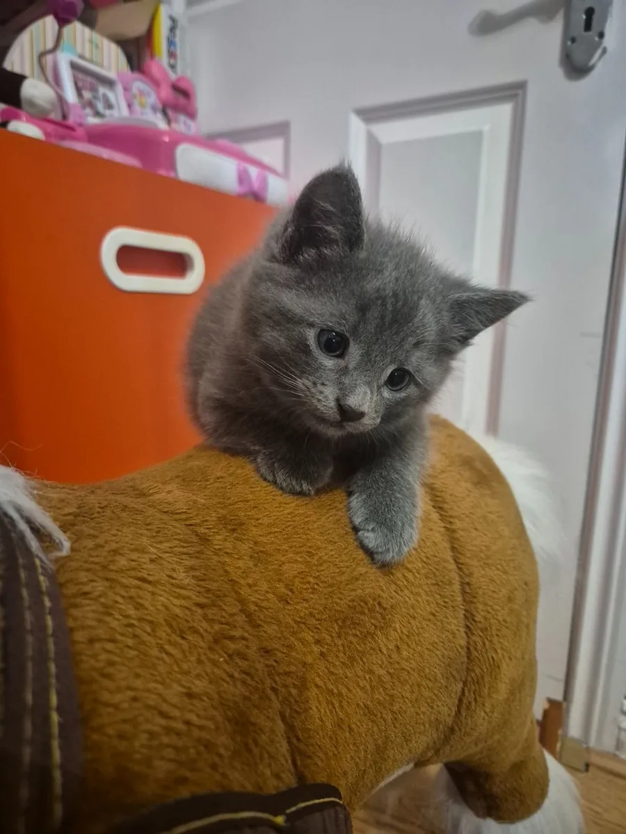 Kitten - Image 4