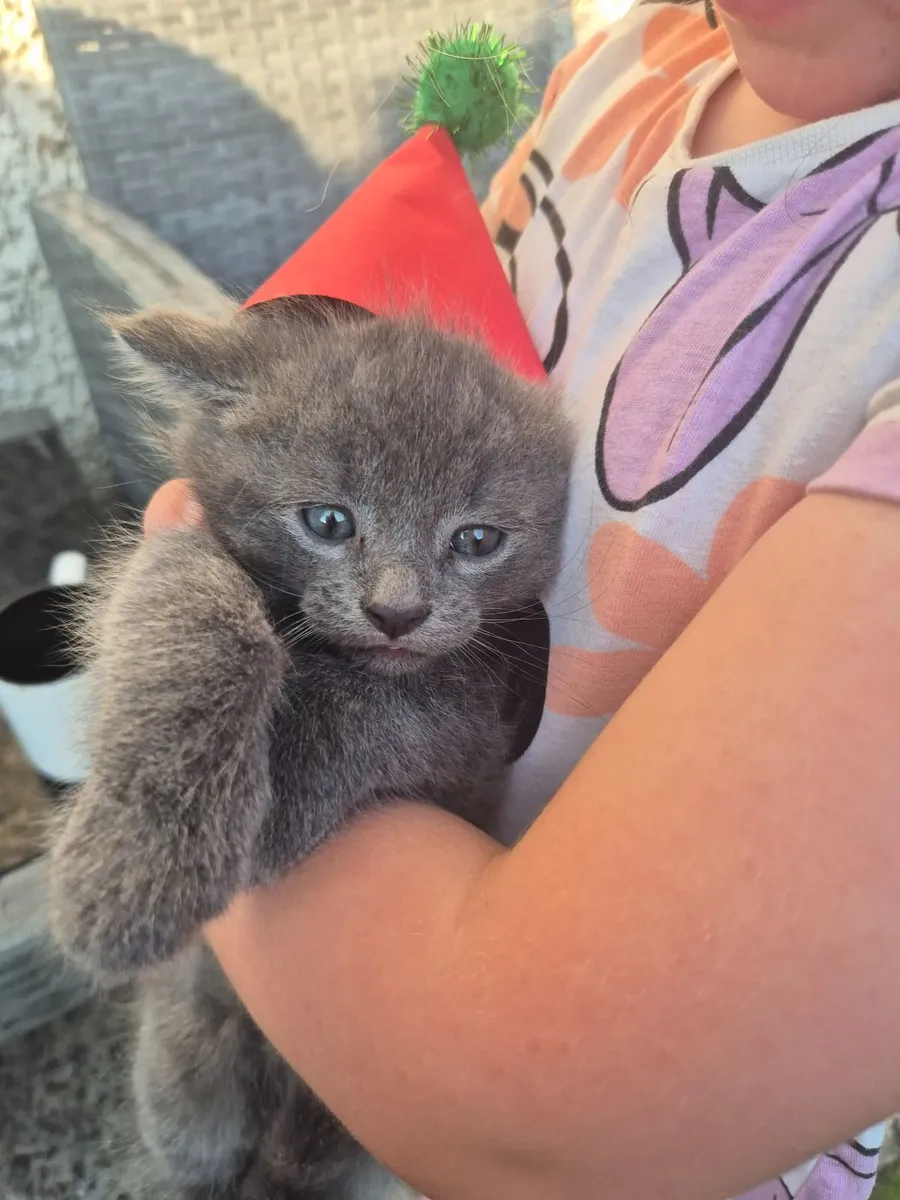 Kitten - Image 1