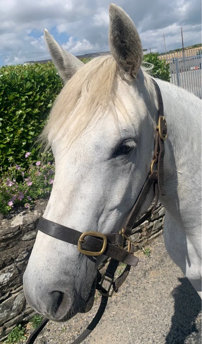 3yo Connemara - Image 2