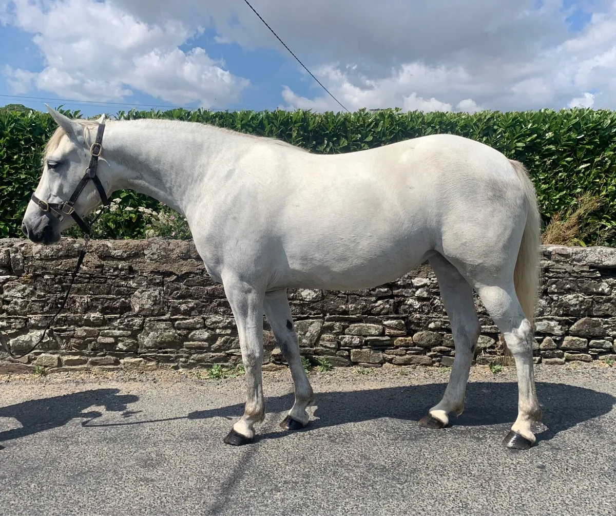3yo Connemara - Image 1