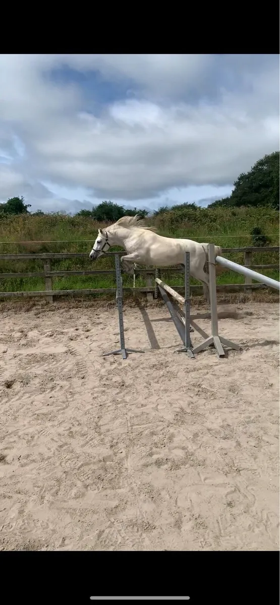 3yo Connemara - Image 3