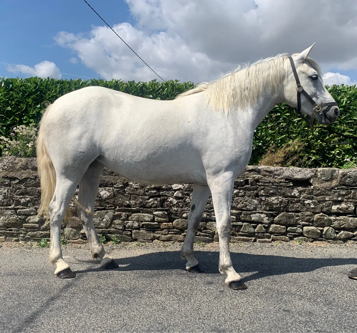3yo Connemara - Image 4