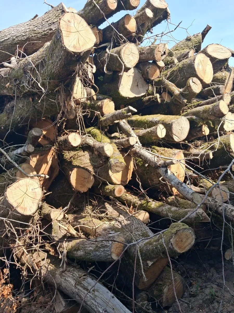 Hardwood firewood - Image 1