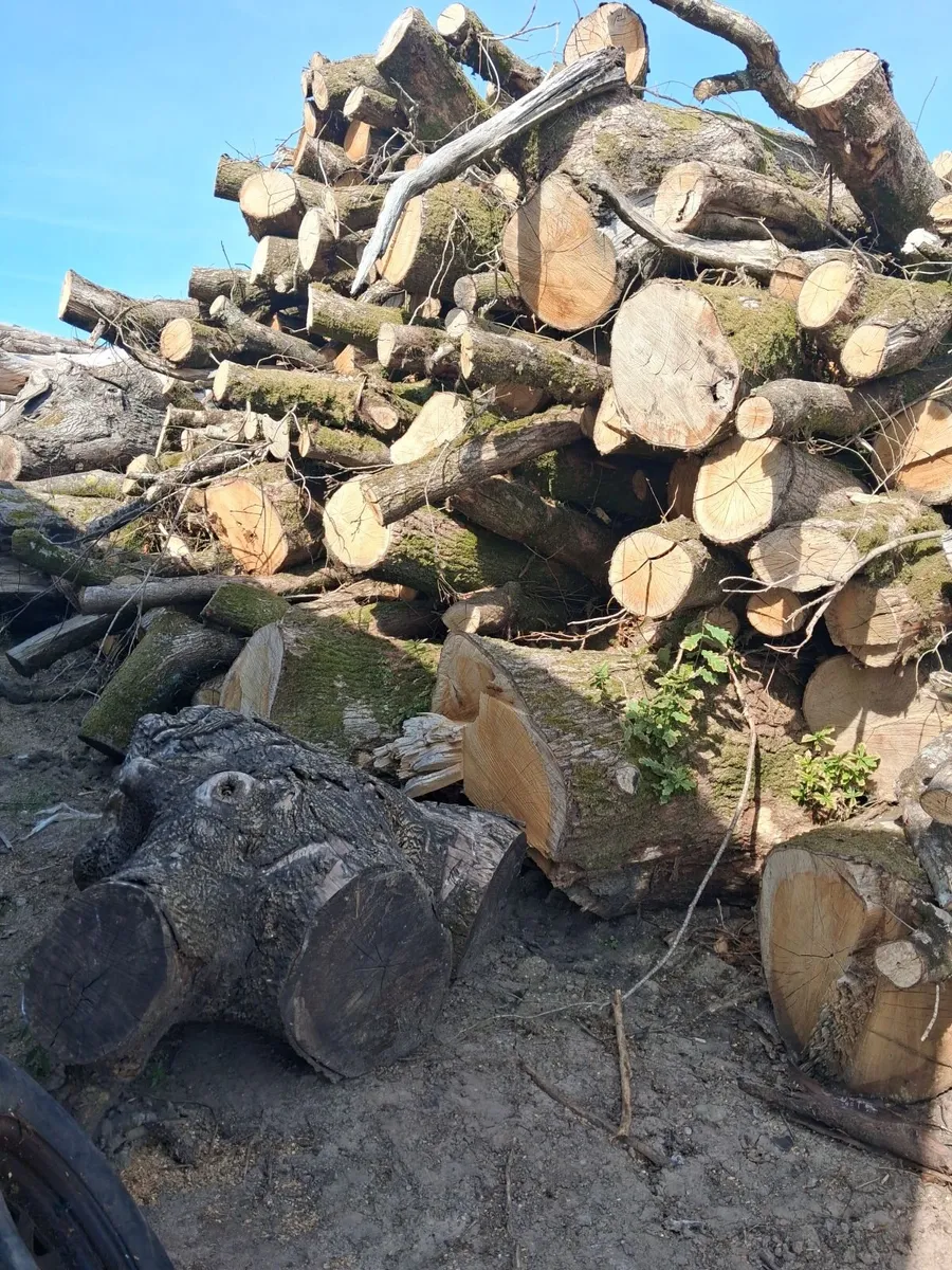 Hardwood firewood - Image 2