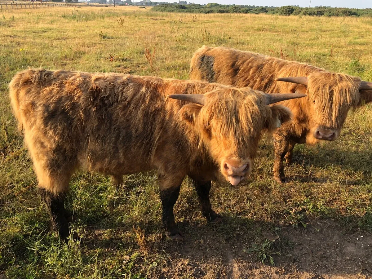 Highland cattle - Image 2