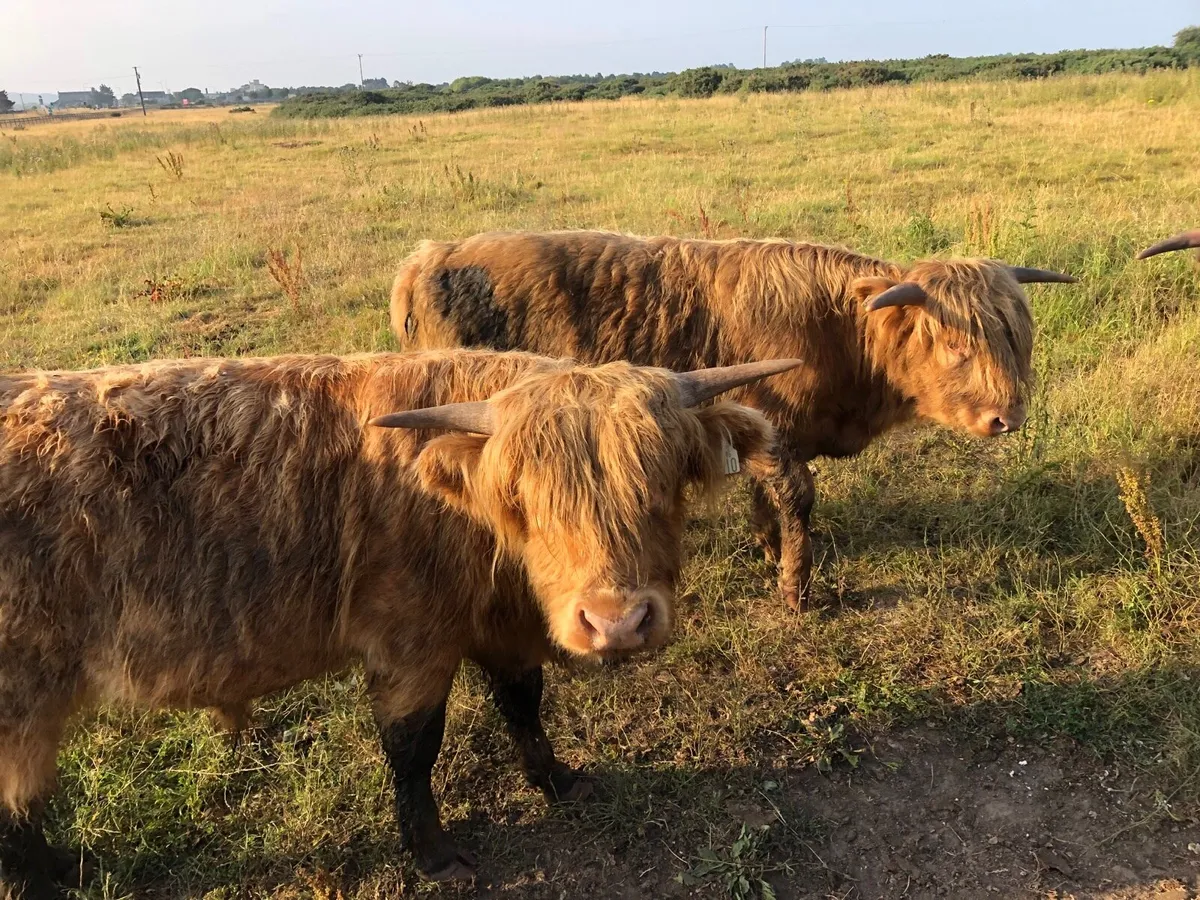 Highland cattle - Image 3