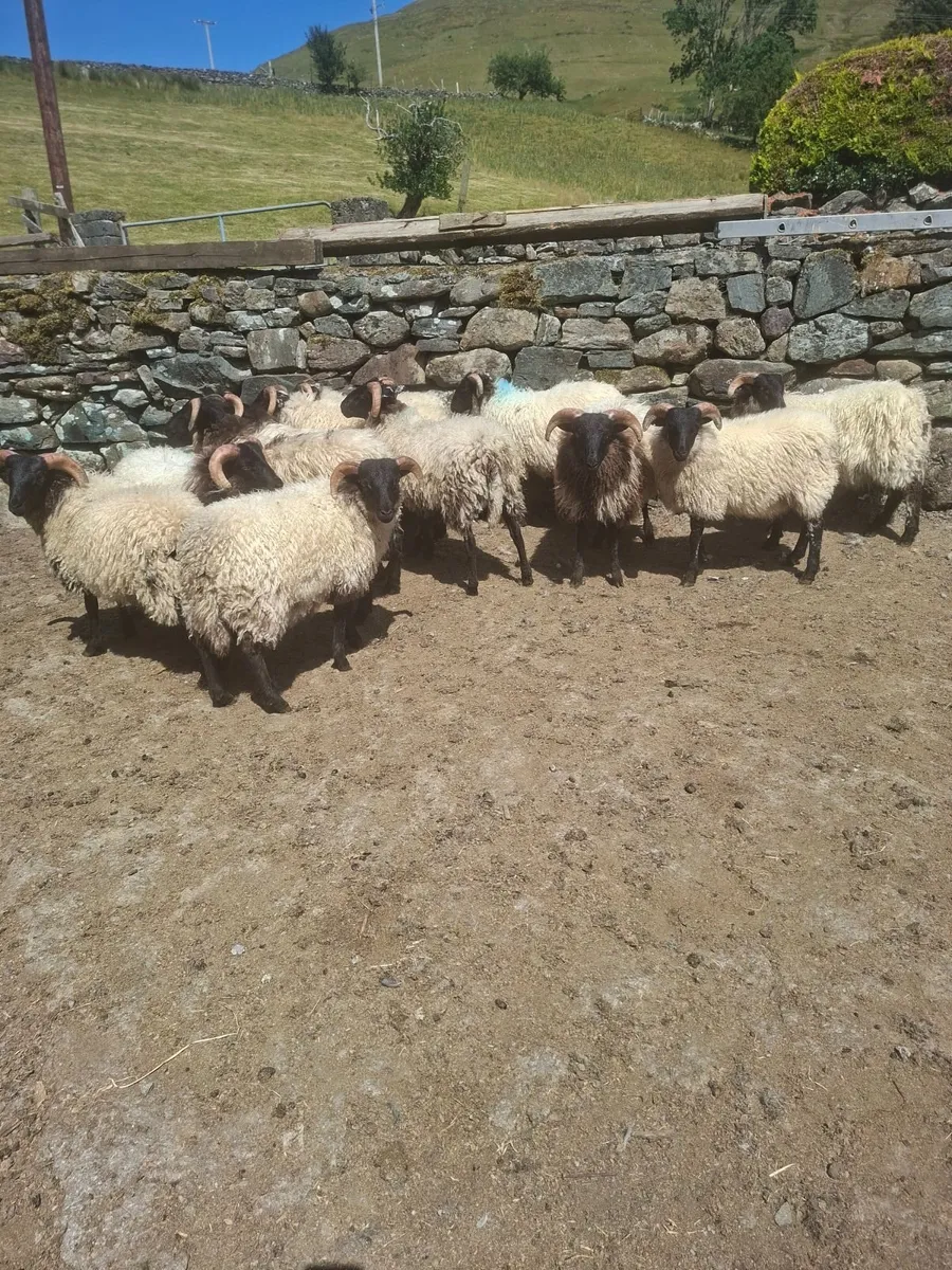 Sheep - Image 1