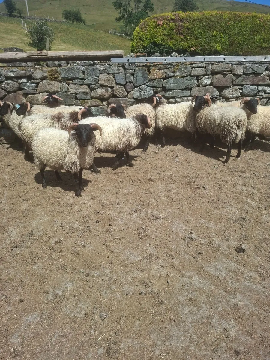 Sheep - Image 3
