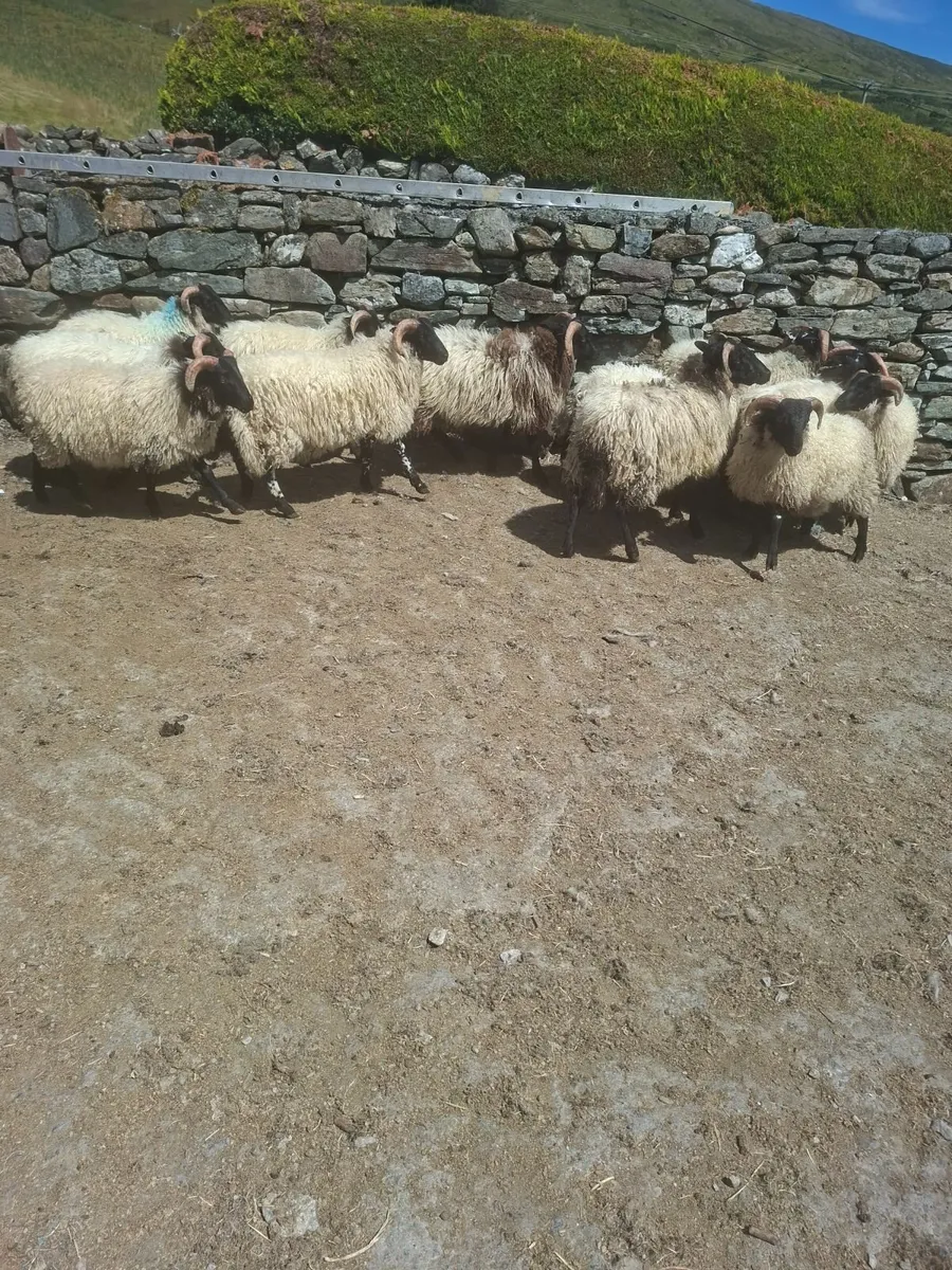 Sheep - Image 4