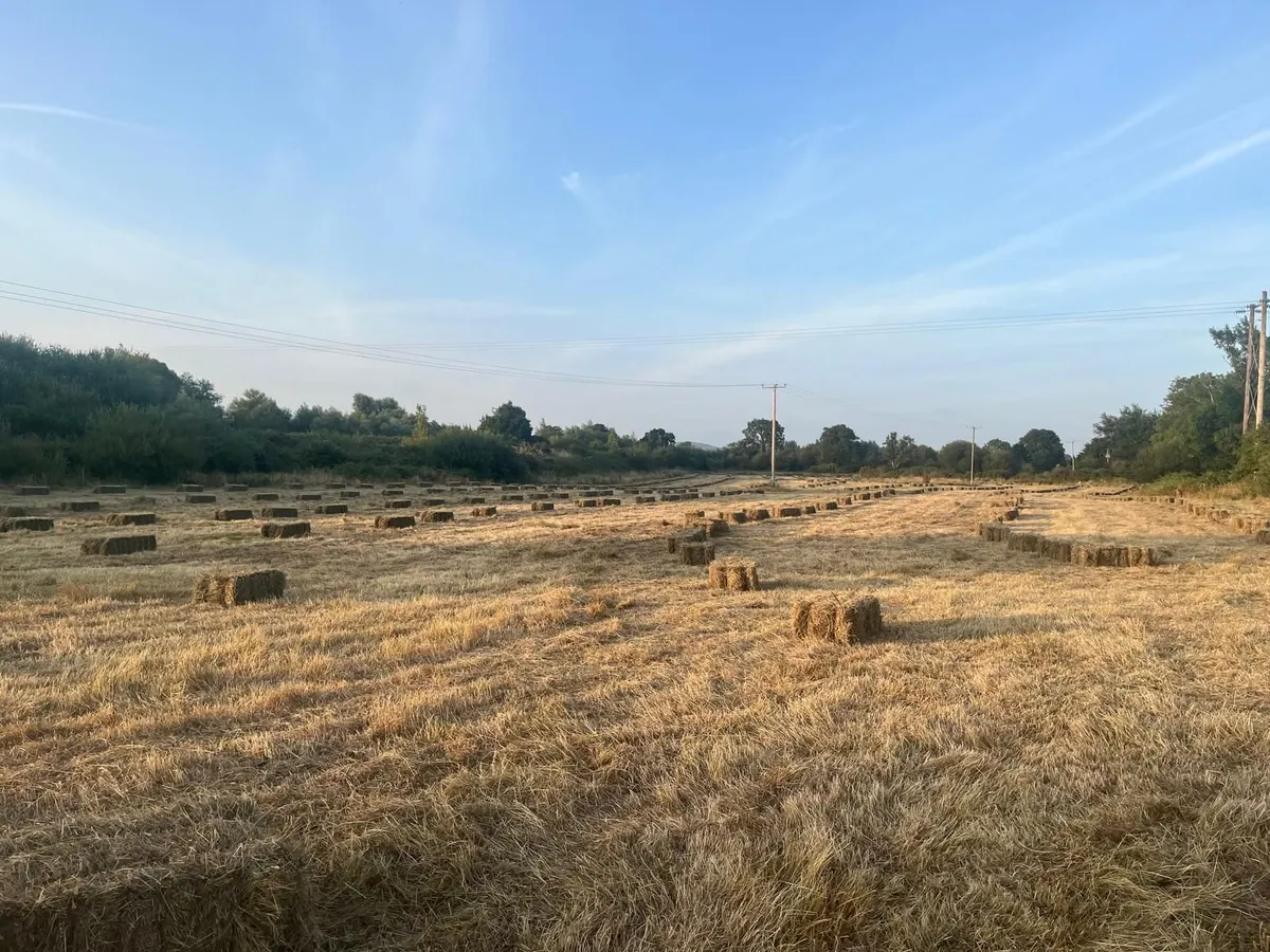 Square hay bales