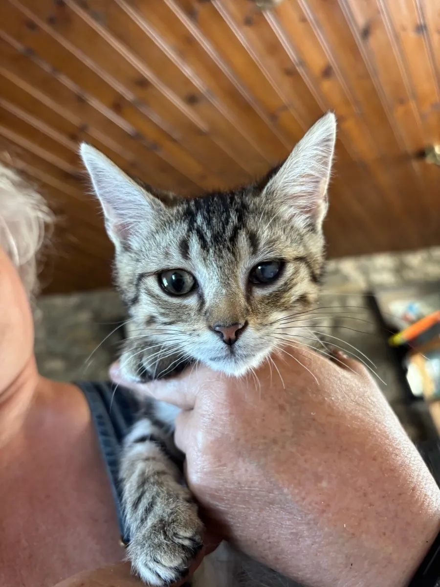 Sweet, kid/dog-friendly kittens - Image 3
