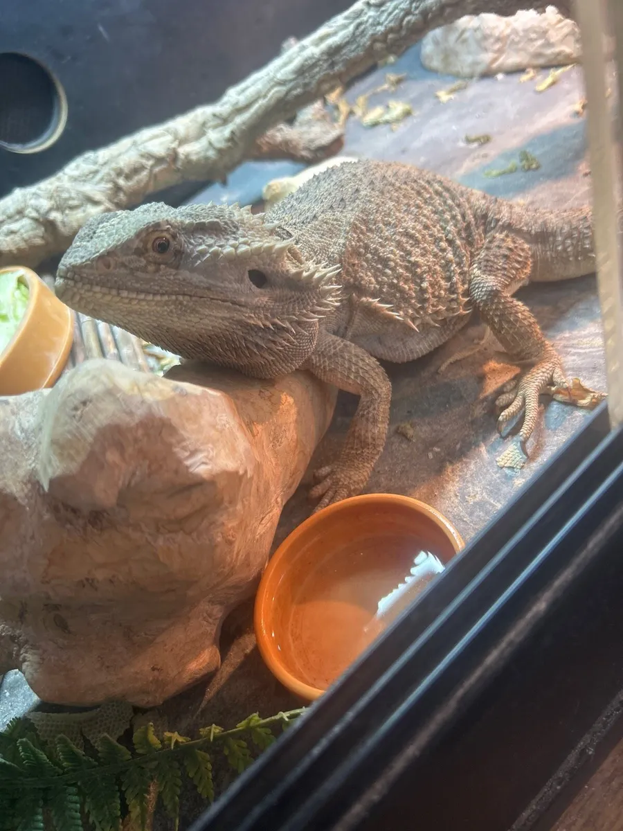 bearded dragon+ cage - Image 1