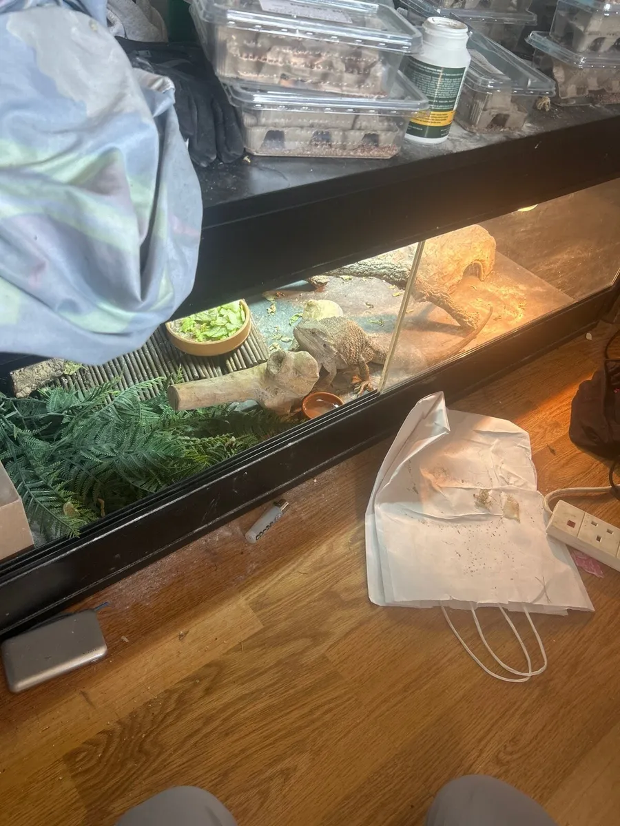 bearded dragon+ cage - Image 2