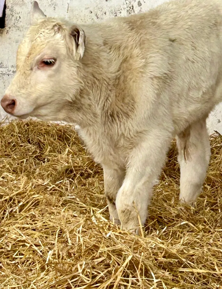 TOP QUALITY SUCK CALVES AND RUNNERS - Image 2