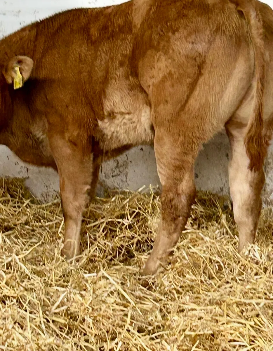 TOP QUALITY SUCK CALVES AND RUNNERS - Image 4