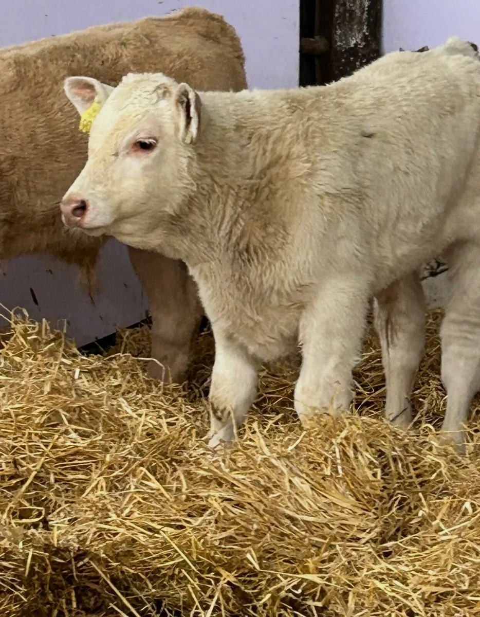 TOP QUALITY SUCK CALVES AND RUNNERS - Image 1