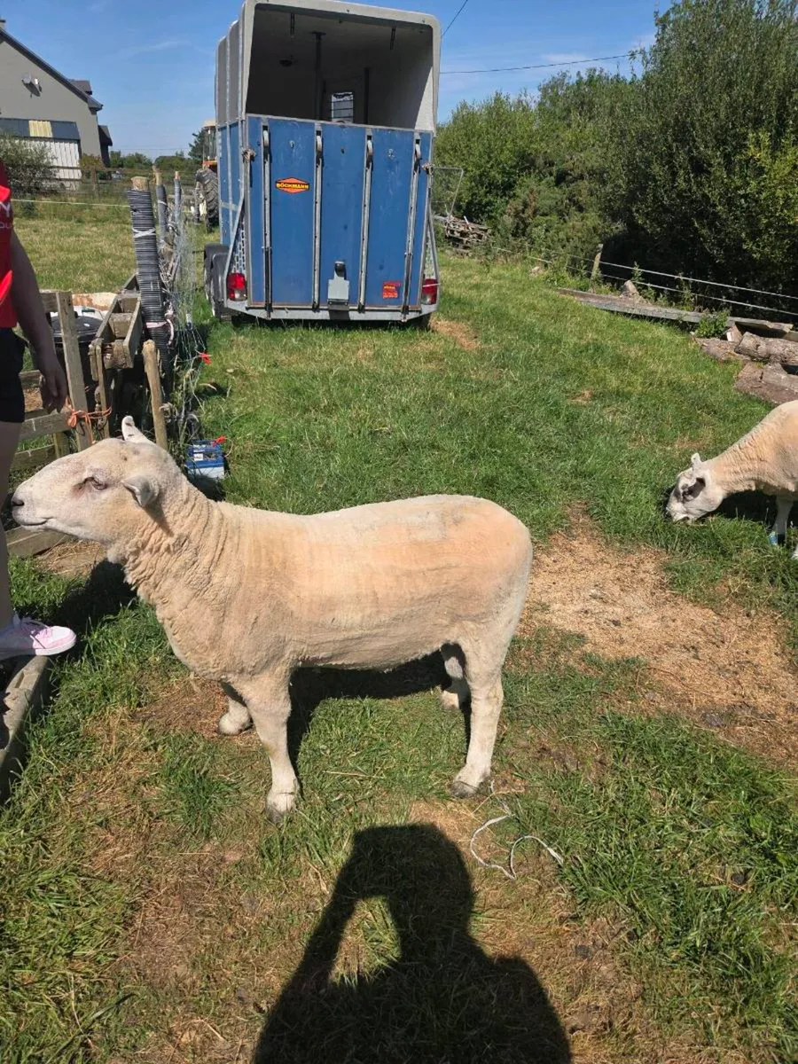 2 hogget rams - Image 1