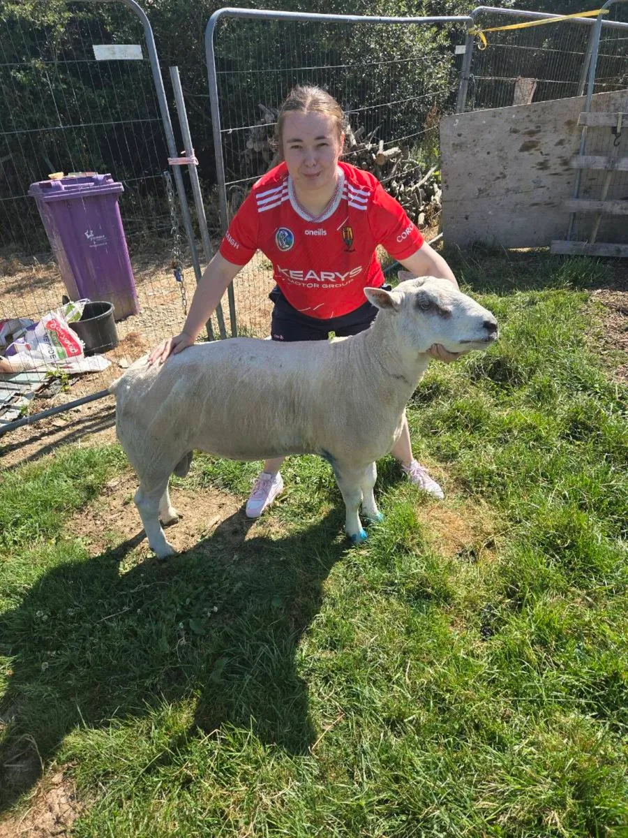 2 hogget rams - Image 2