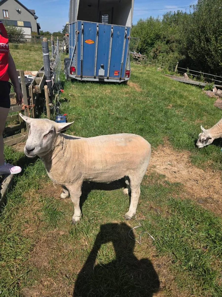 2 hogget rams - Image 3