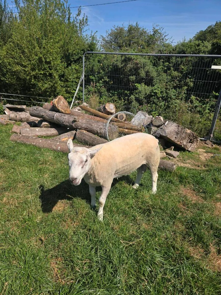 2 hogget rams - Image 4