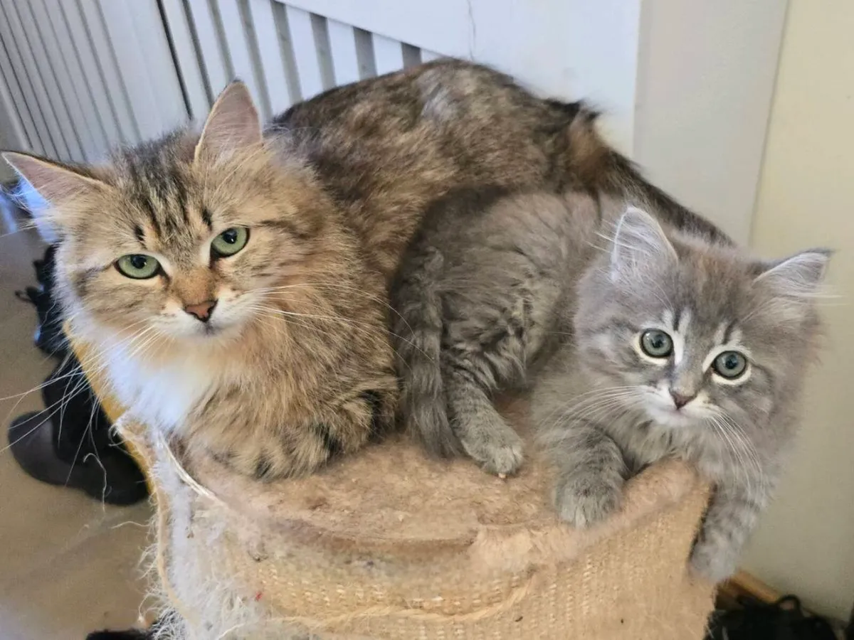 Purebred Siberian Kitten Girl - Image 1