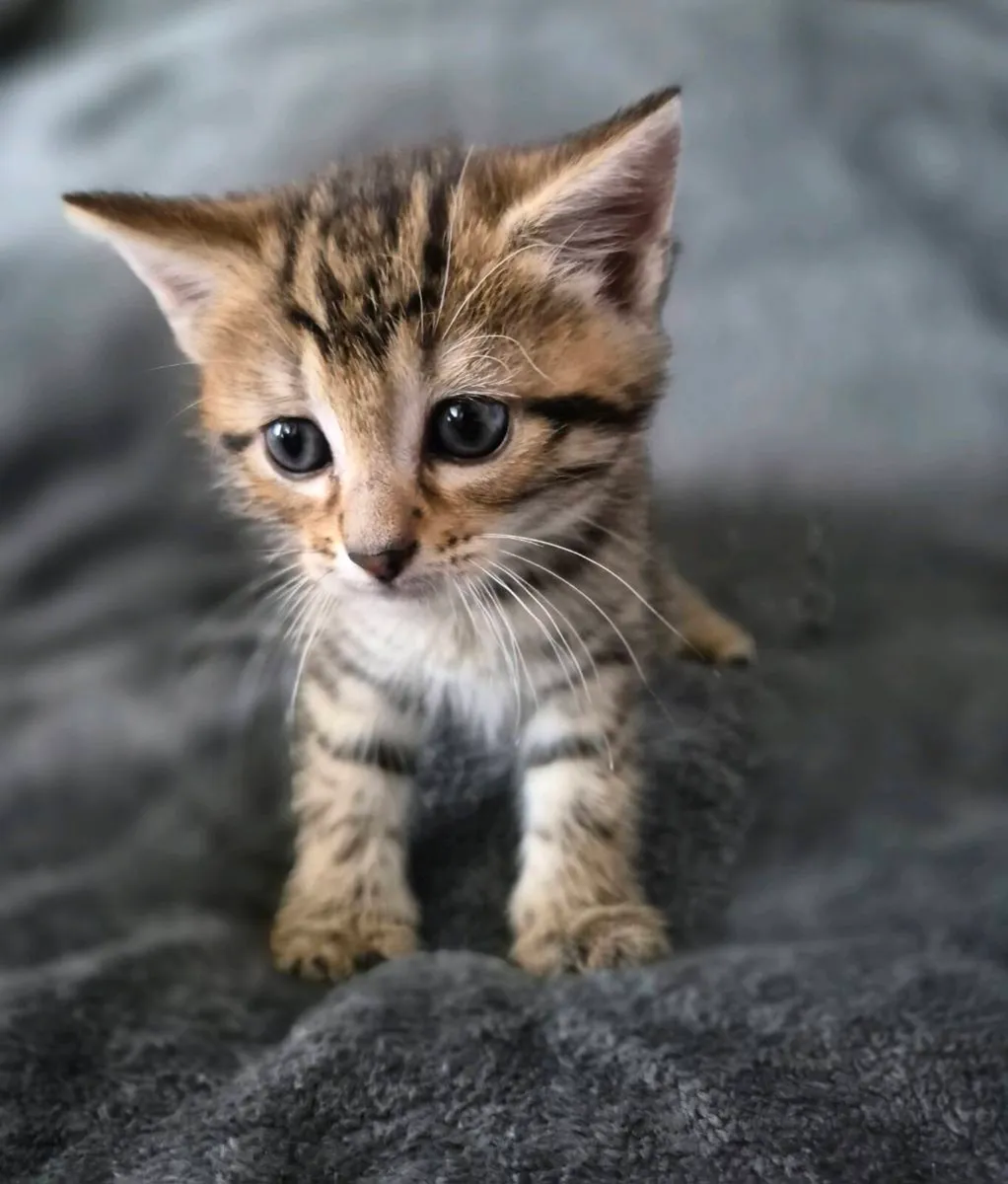 4 Beautiful Little Kittens!!! - Image 2