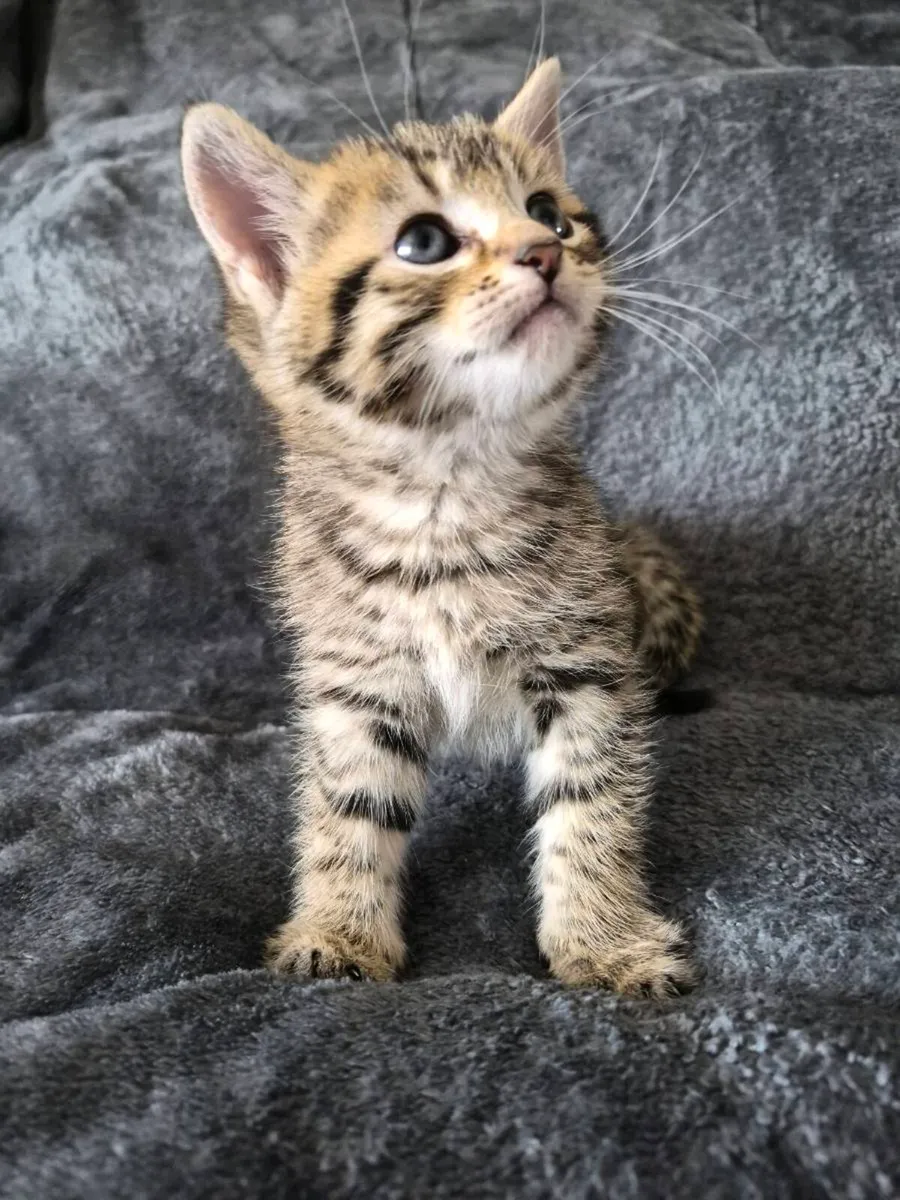 4 Beautiful Little Kittens!!! - Image 3