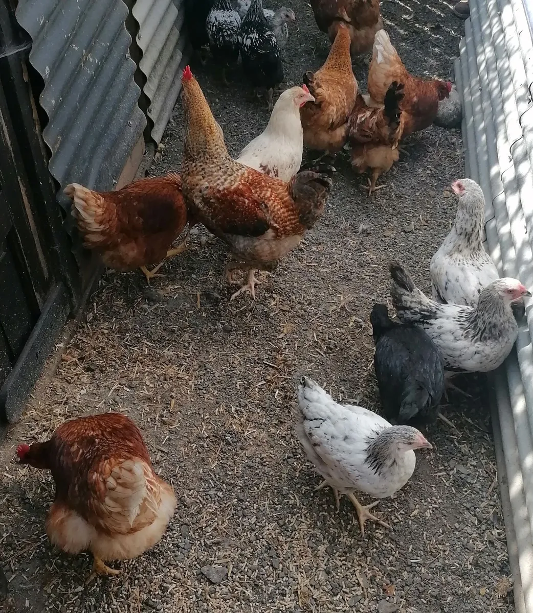 Laying Hens & Pullets - Image 2