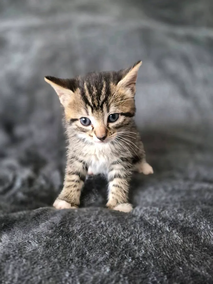 4 Beautiful Little Kittens!!! - Image 4