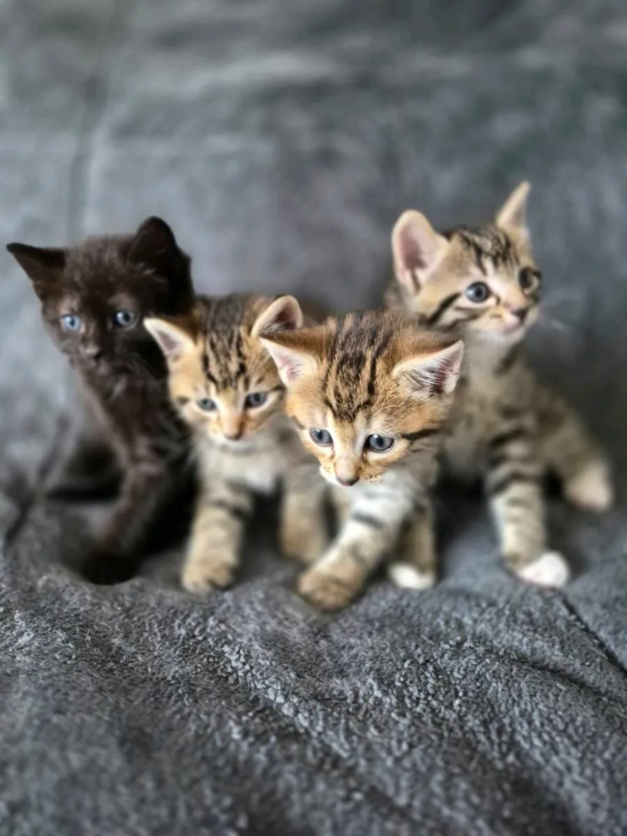 4 Beautiful Little Kittens!!! - Image 1