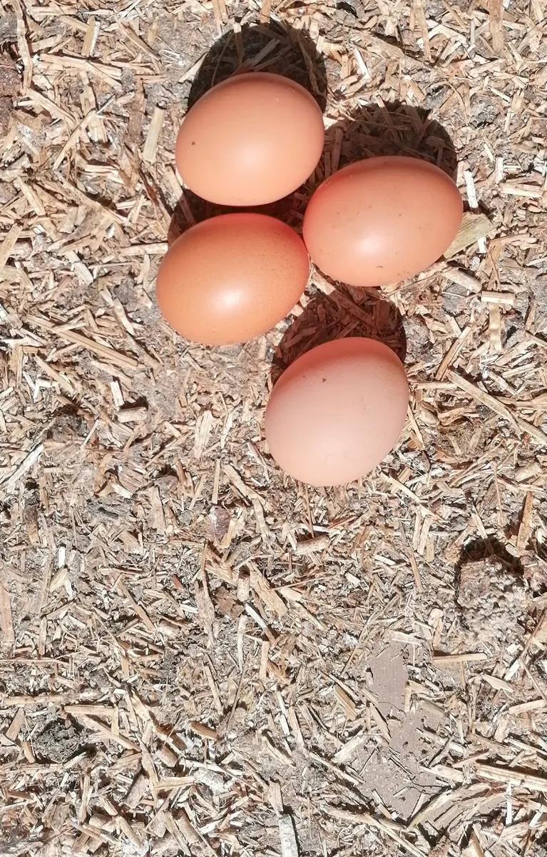 Laying Hens & Pullets - Image 3