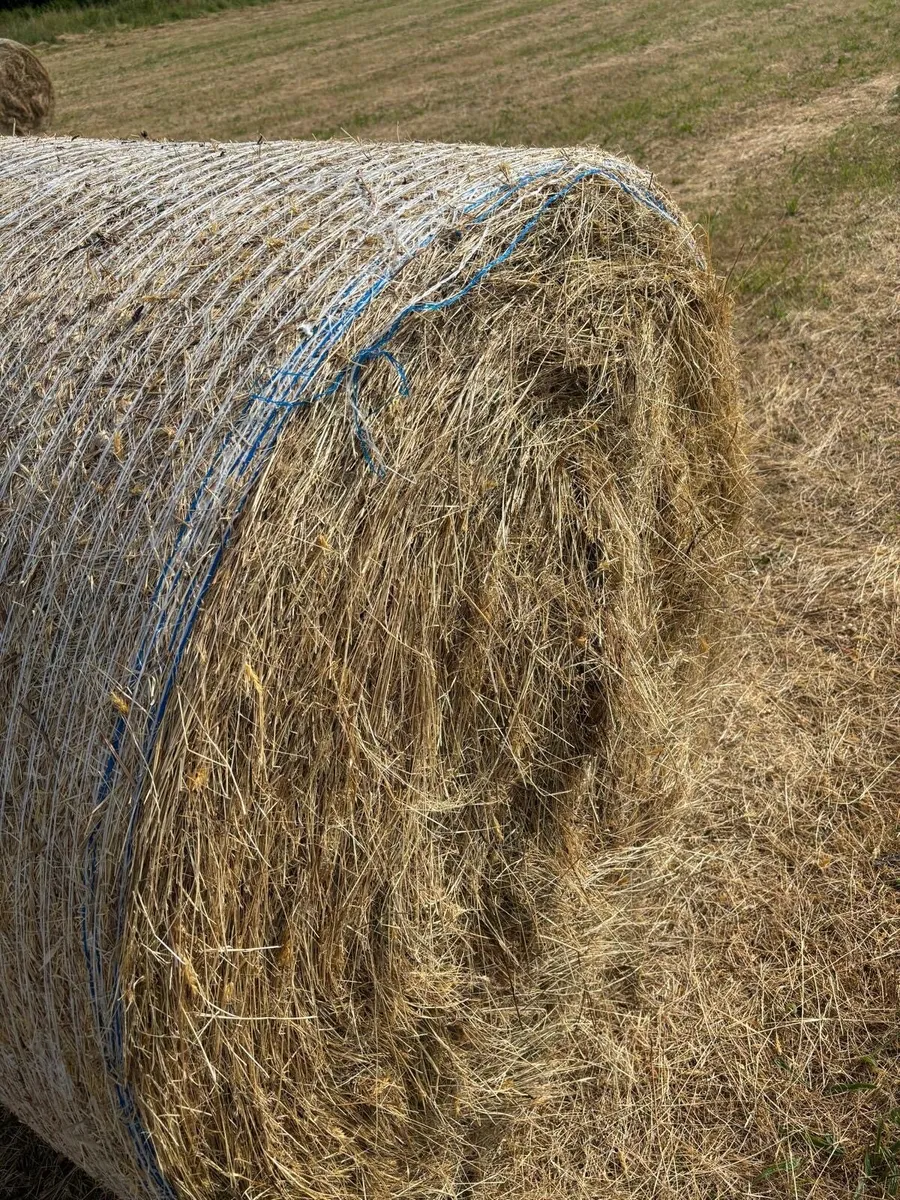 Hay & Haylage for sale - Image 2