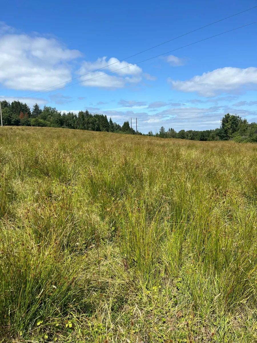 Ground suitable to cut and bale for bedding - Image 1