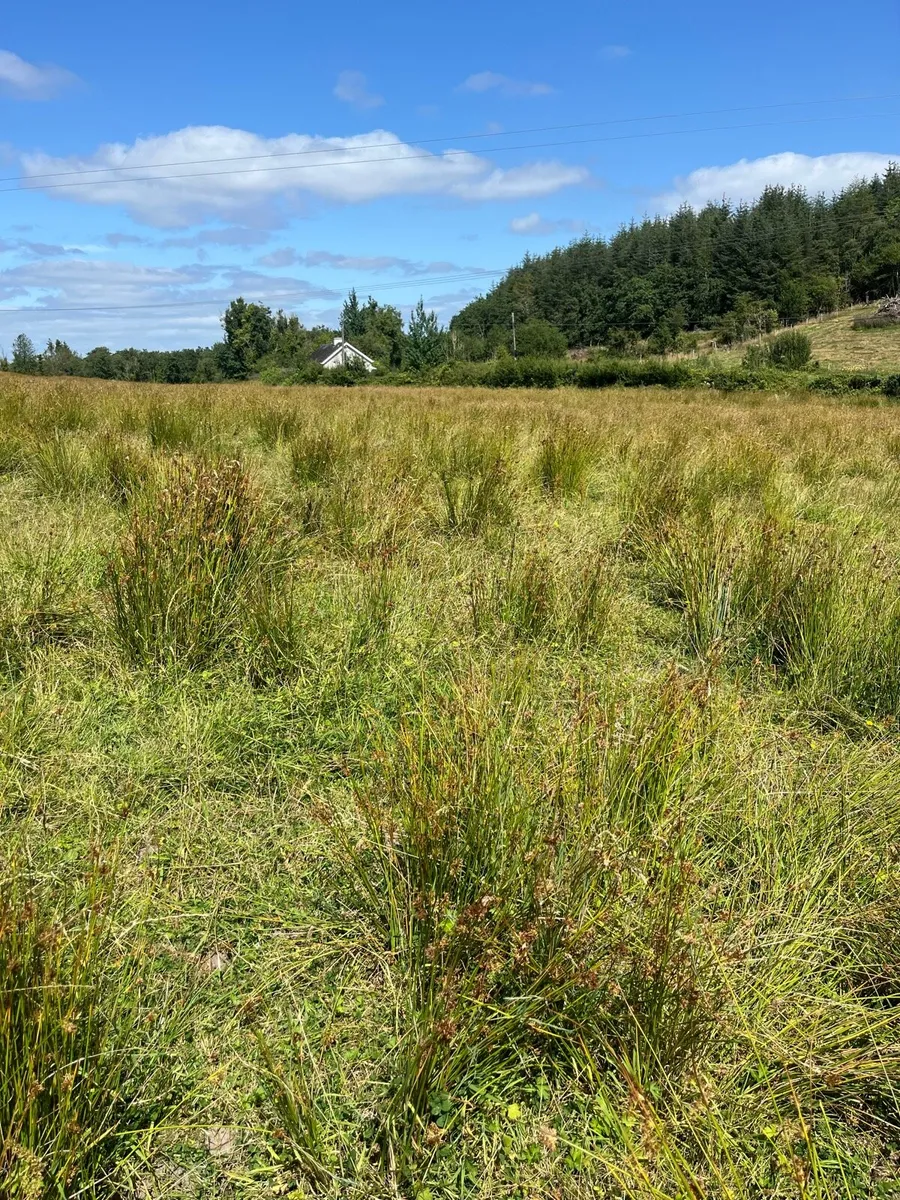 Ground suitable to cut and bale for bedding - Image 2
