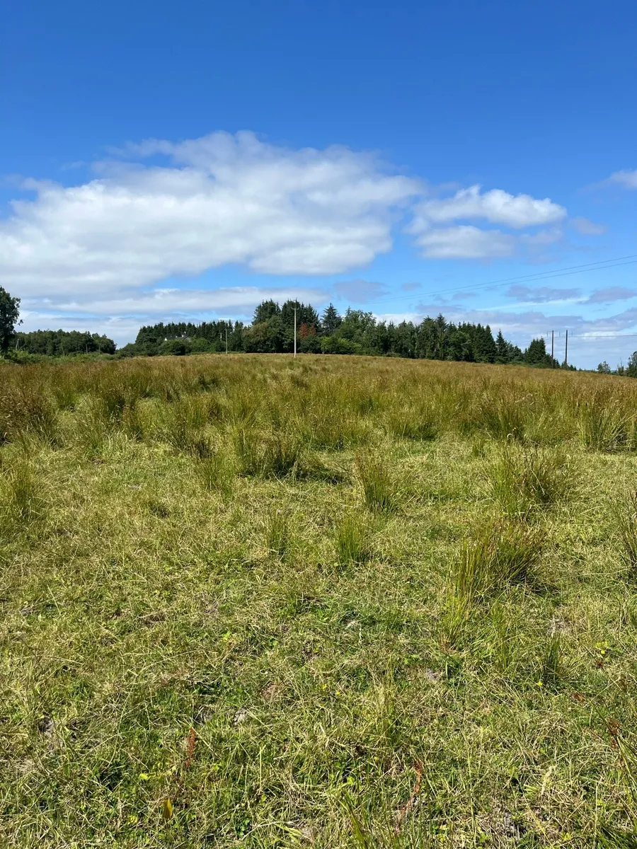 Ground suitable to cut and bale for bedding - Image 3
