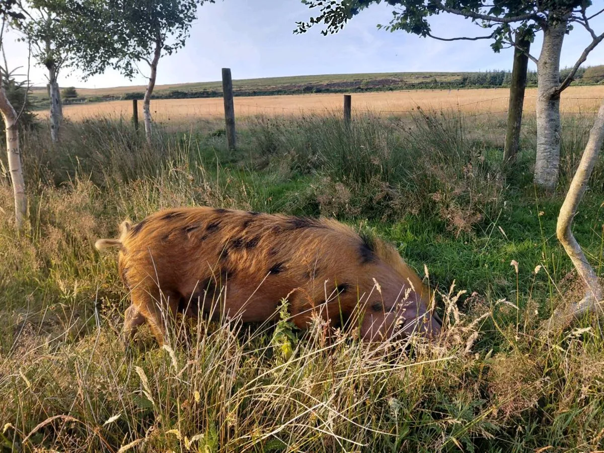 OSB pigs - Image 4