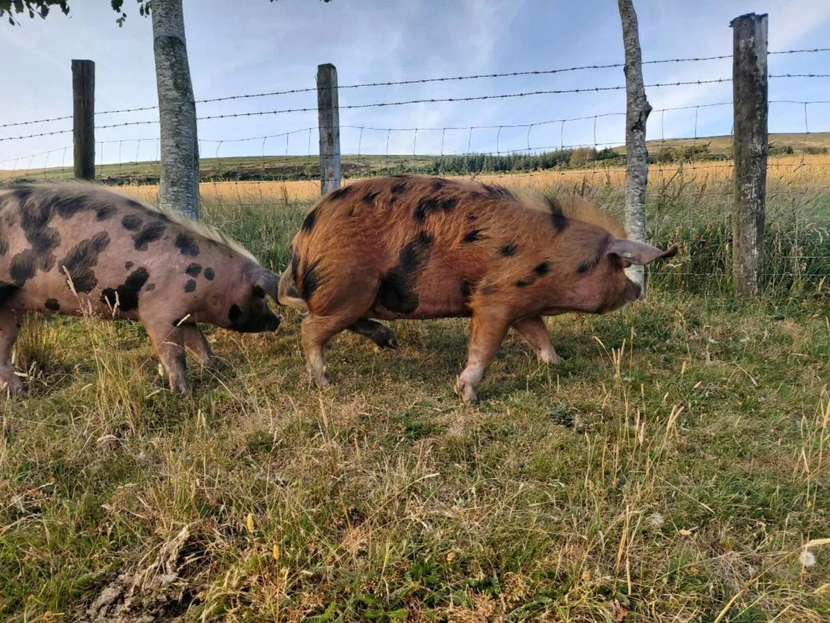 OSB pigs - Image 2