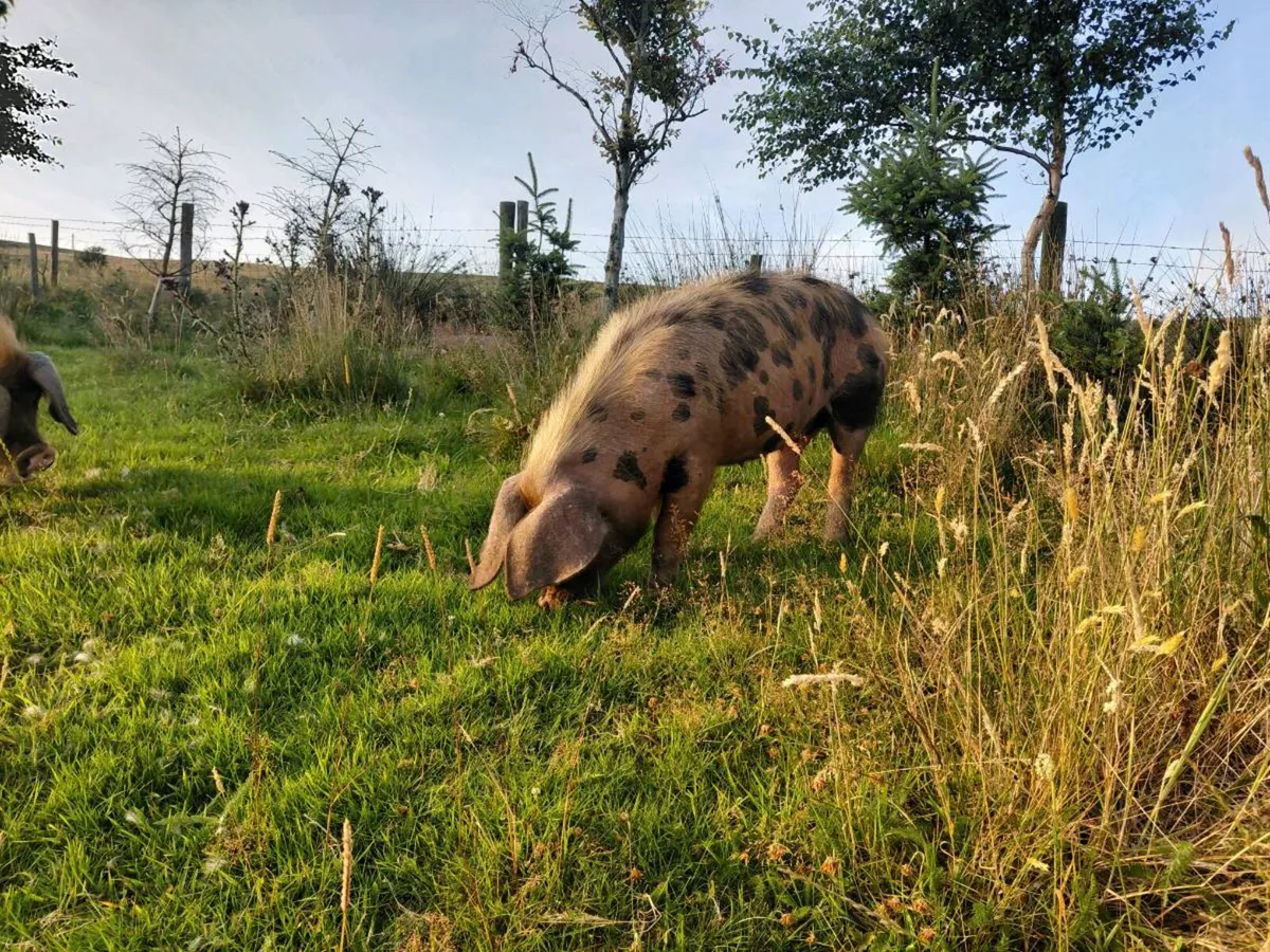 OSB pigs - Image 3