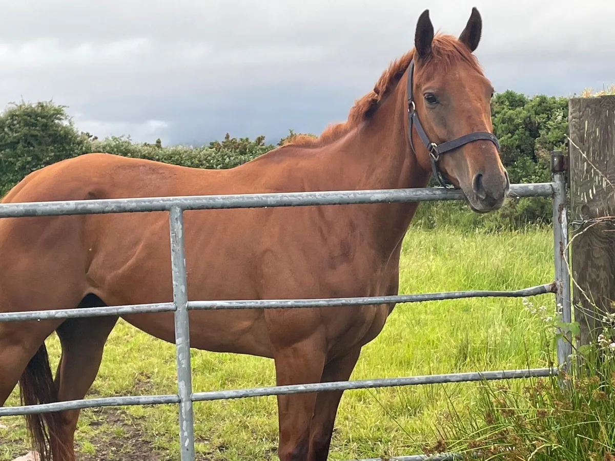 TB pony broken 4 year old - Image 1