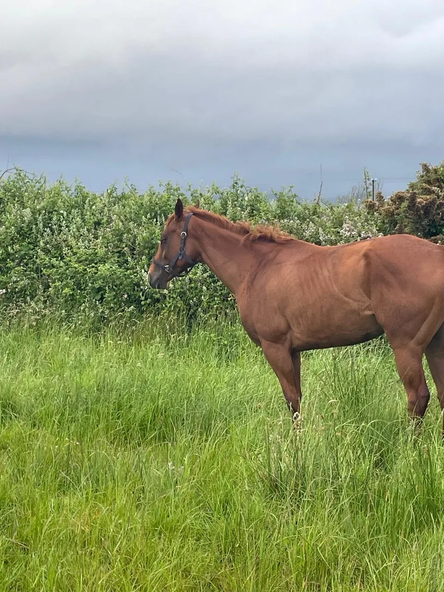 TB pony broken 4 year old - Image 2