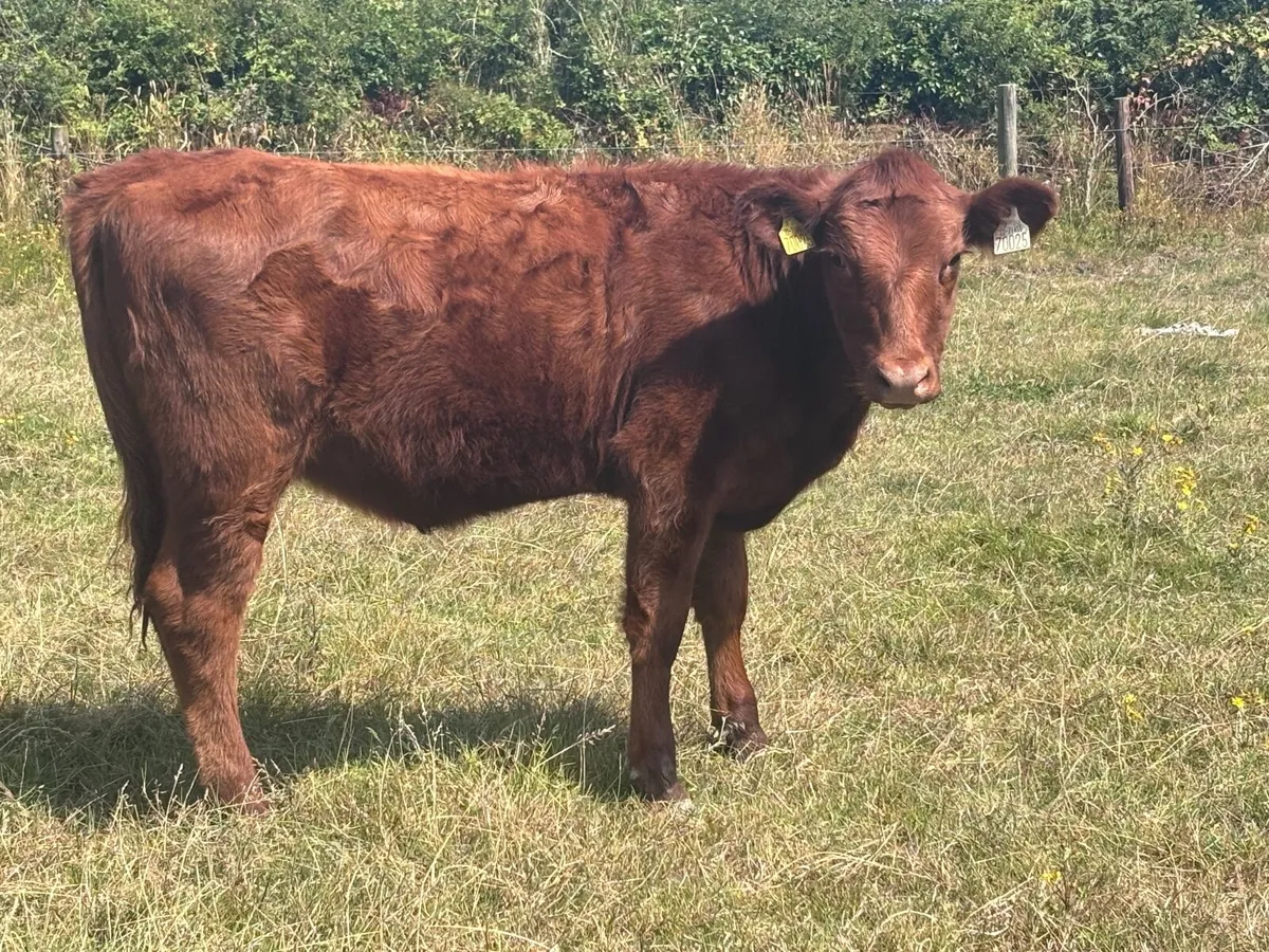 2 weanling heifers for sale @€795 - Image 1