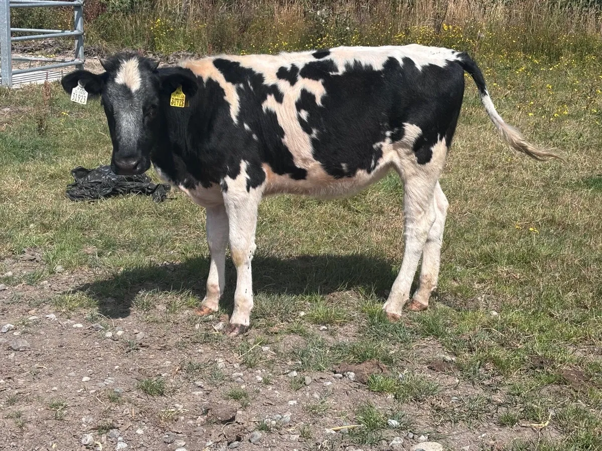 2 weanling heifers for sale @€795 - Image 2
