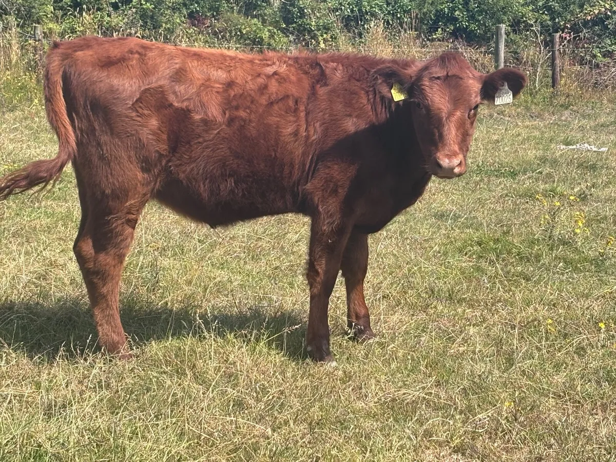 2 weanling heifers for sale @€795 - Image 3