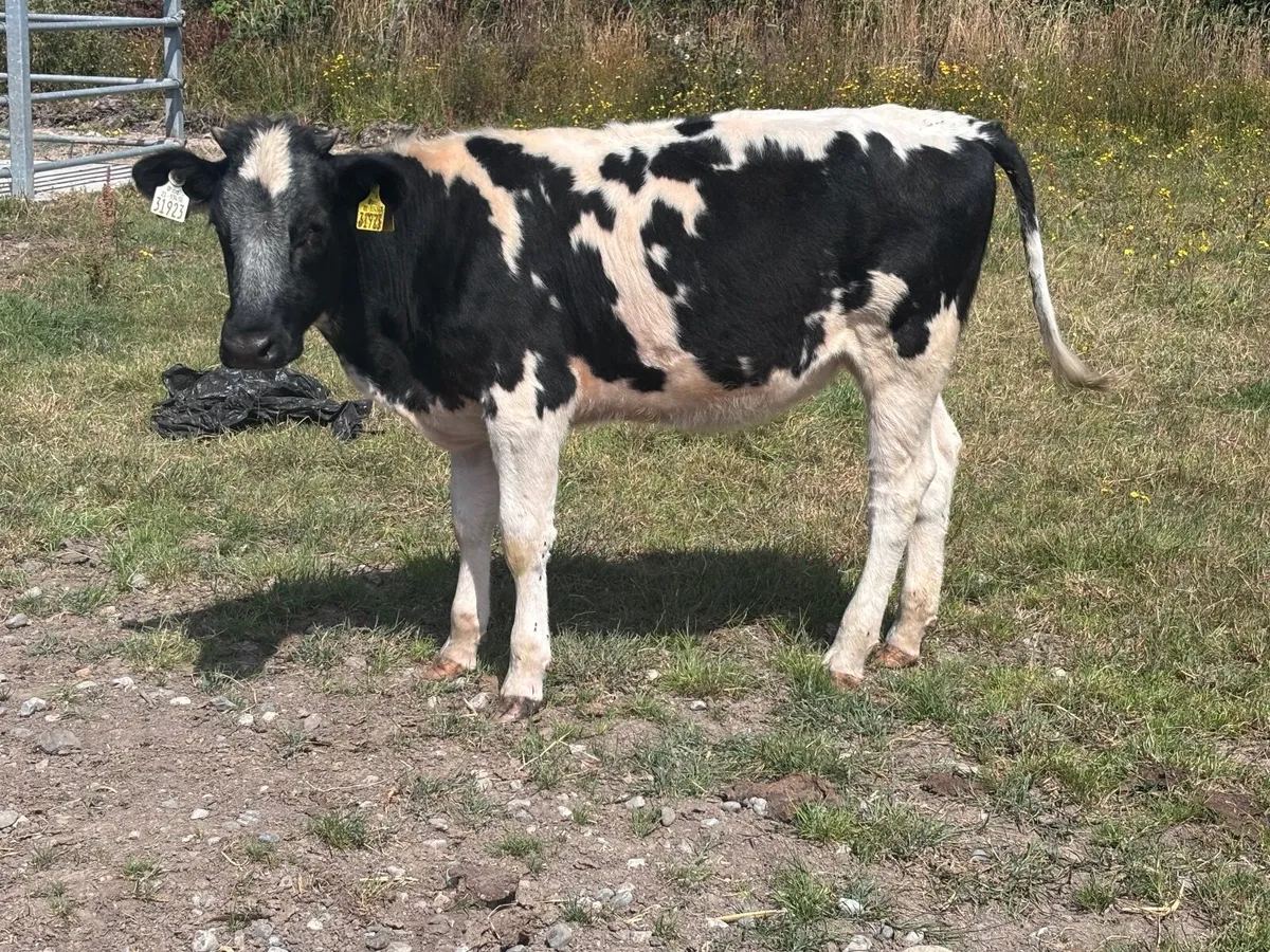 2 weanling heifers for sale @€795 - Image 4