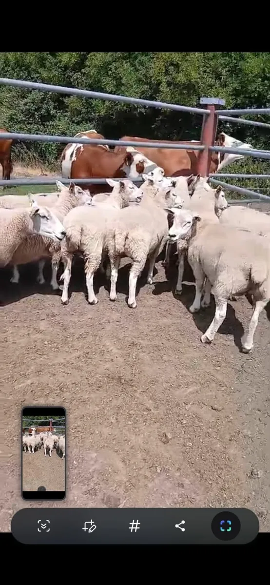 Breeding sheep - Image 1